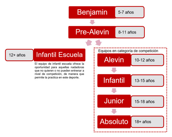 Organigrama equipos del club de sincro Urbarri